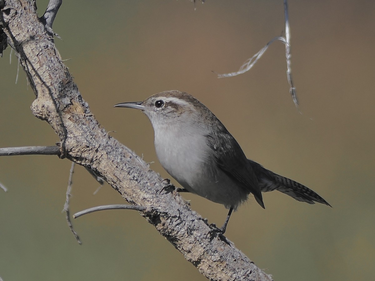 Buschzaunkönig - ML646092962