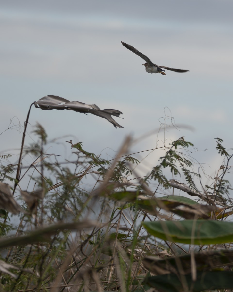 Least Bittern - ML646092964