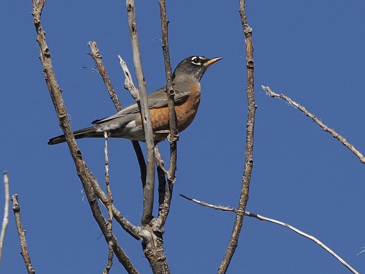 コマツグミ - ML646092969