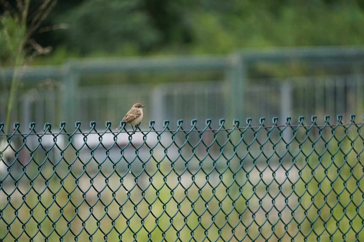 Amur Stonechat - ML646092972