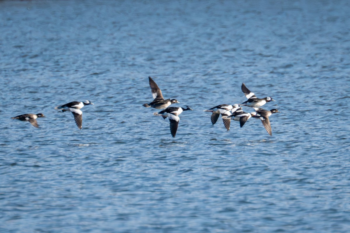 Bufflehead - ML646092973
