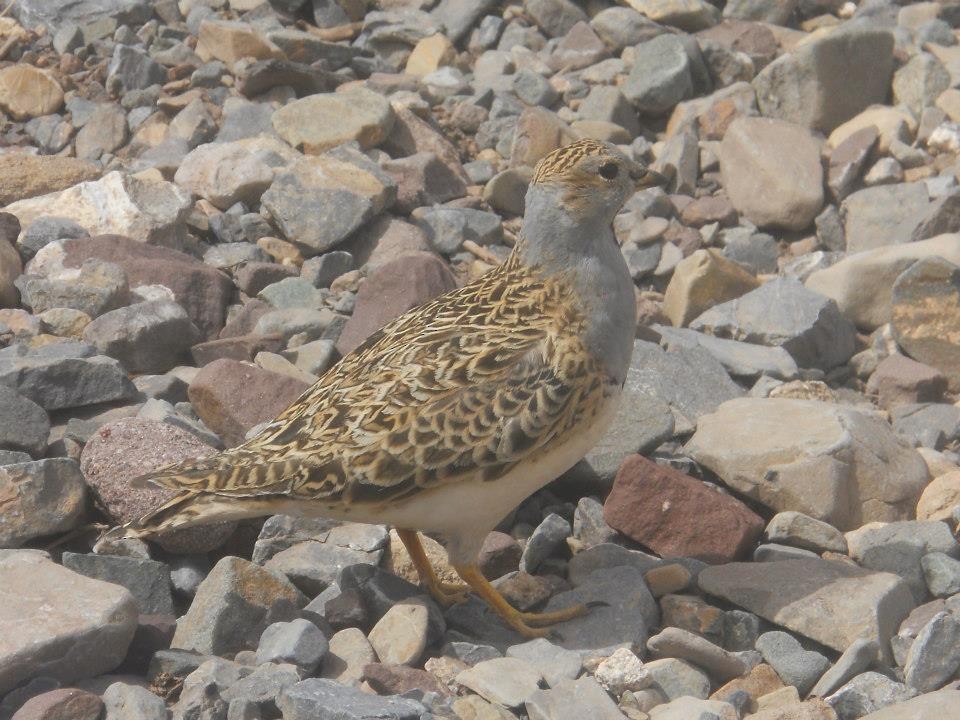 Gray-breasted Seedsnipe - ML646092974