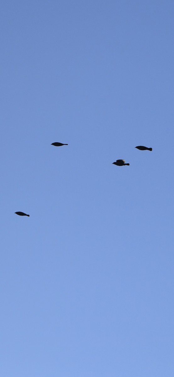 Red-winged Blackbird - ML646092975