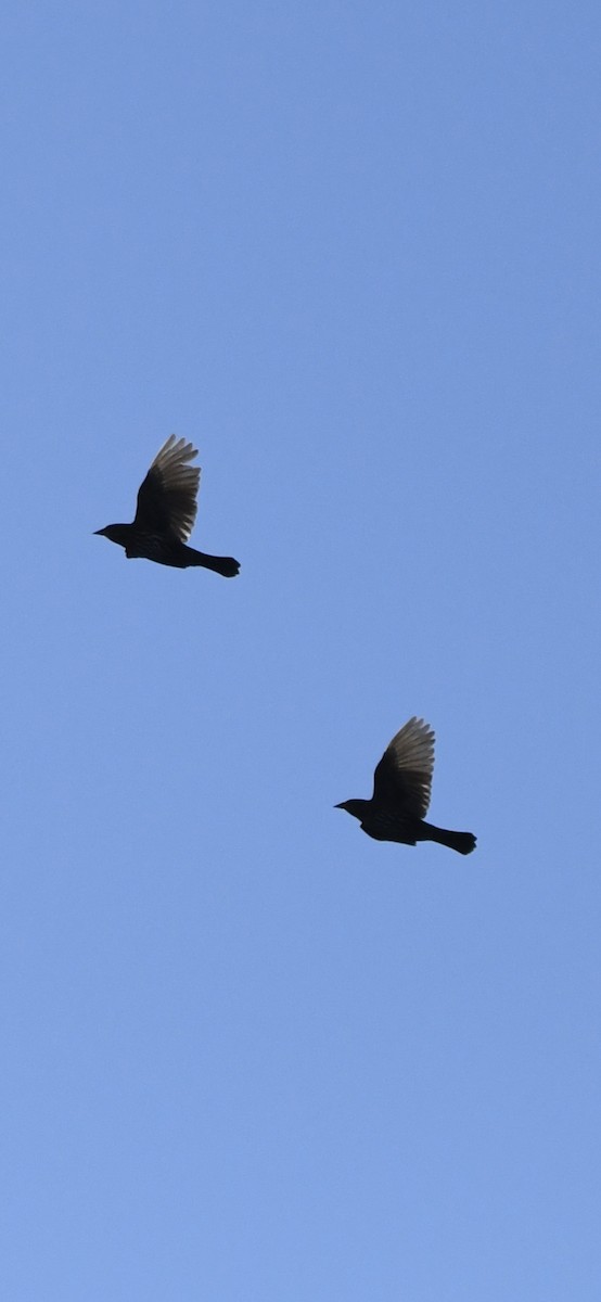 Red-winged Blackbird - ML646092976