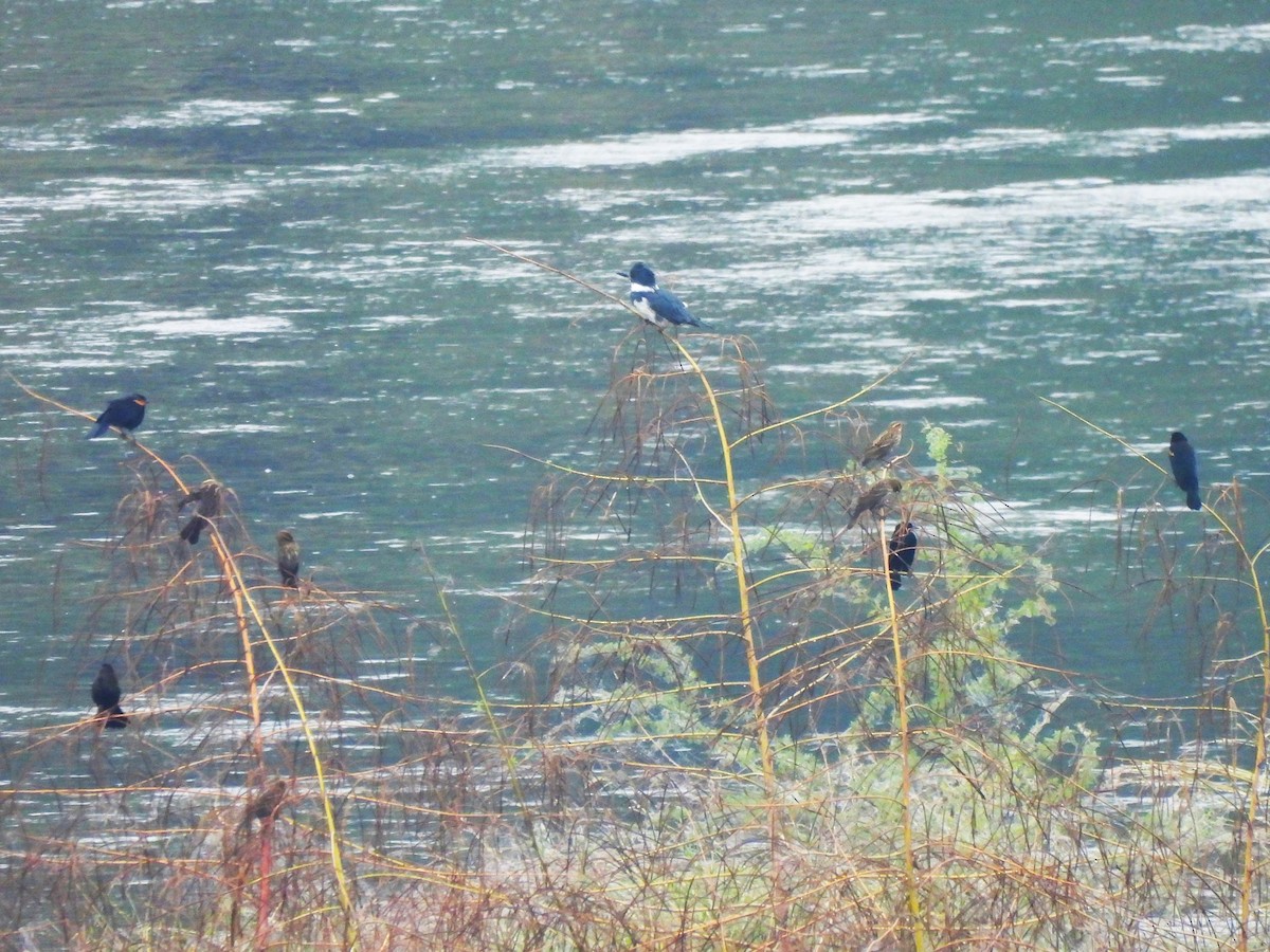 Red-winged Blackbird - ML646092980