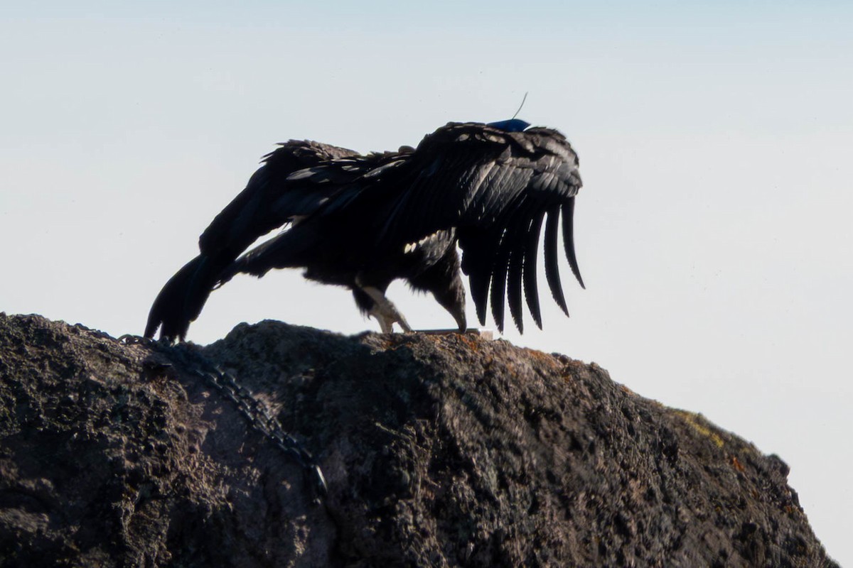 California Condor - ML646092981