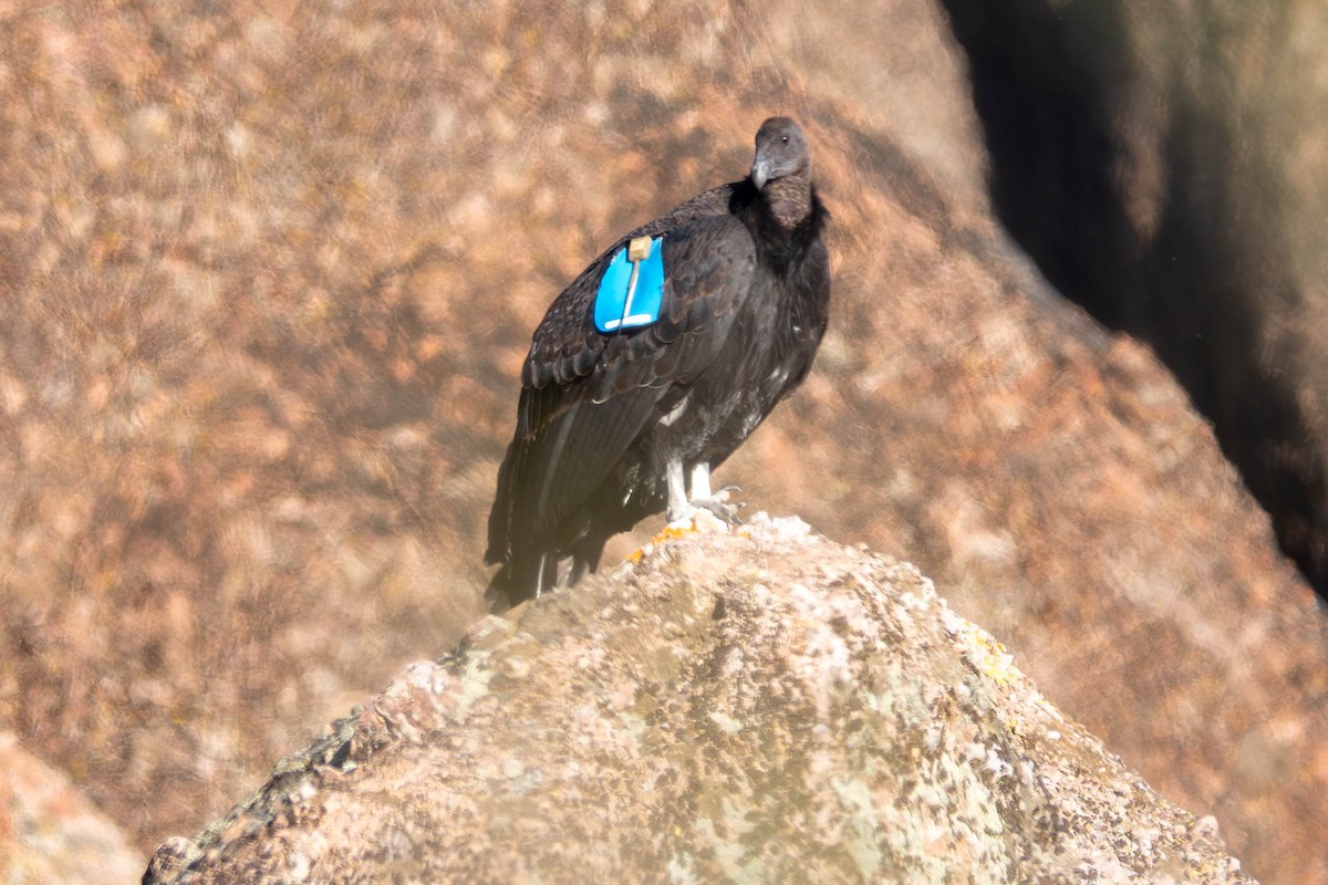 California Condor - ML646092982