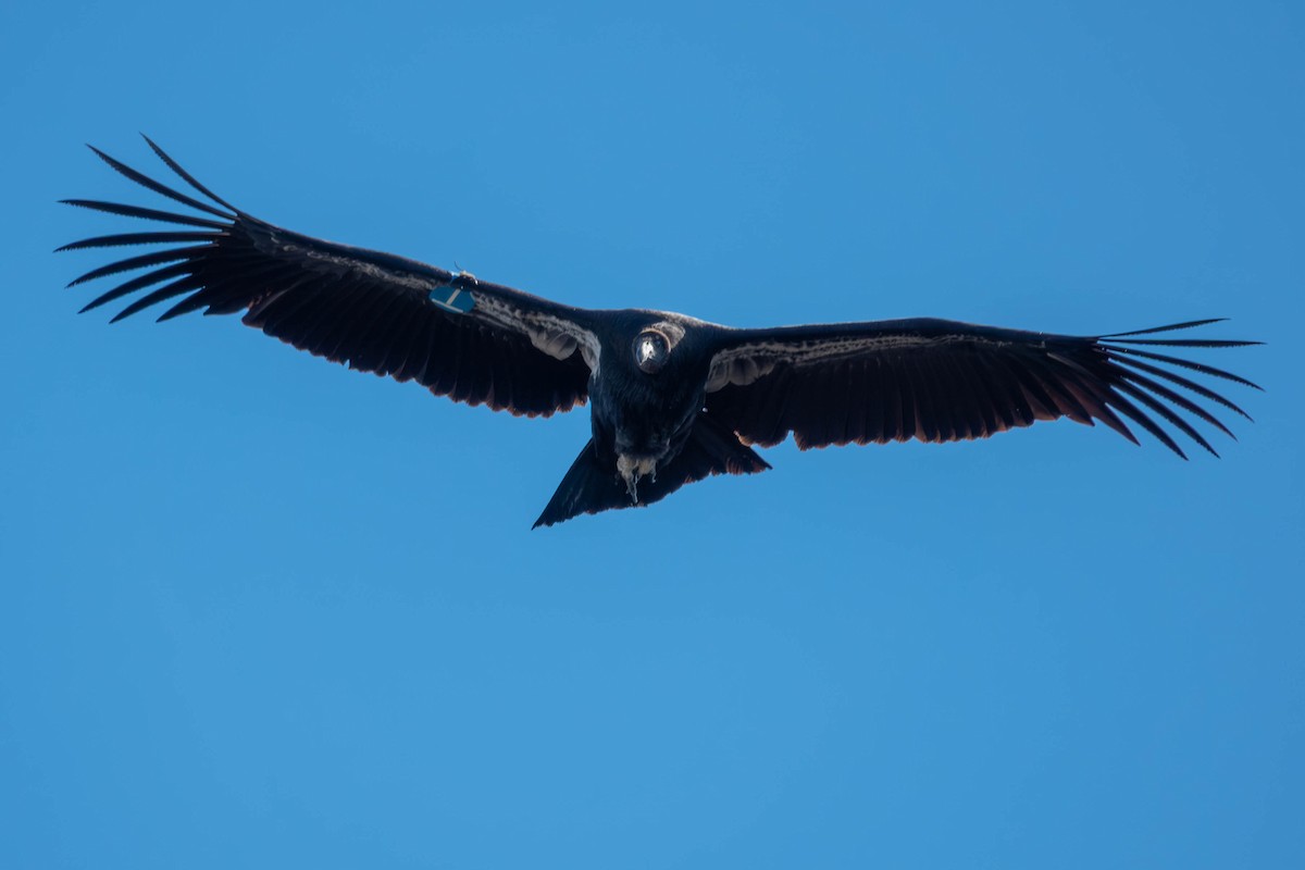 California Condor - ML646092988