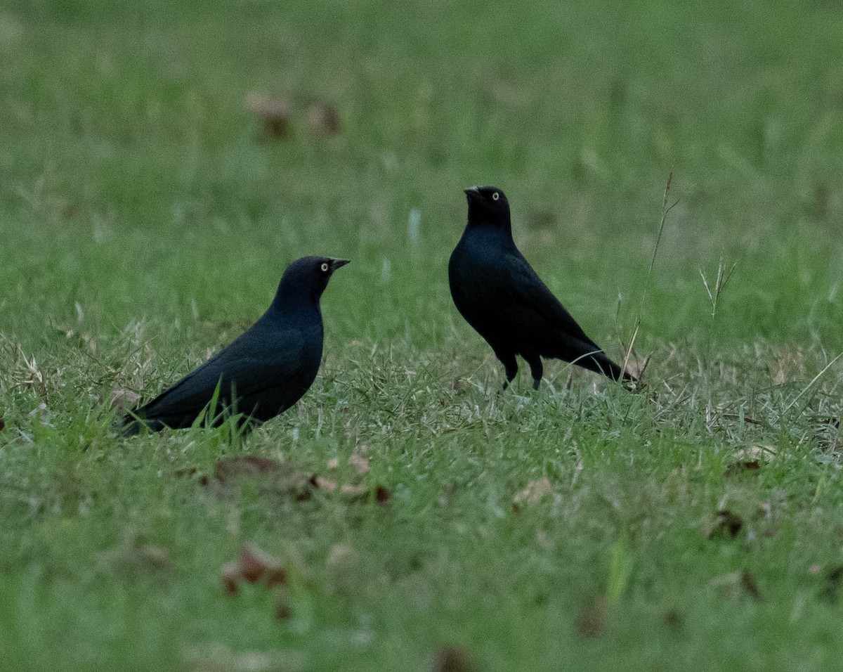 Brewer's Blackbird - ML646092989
