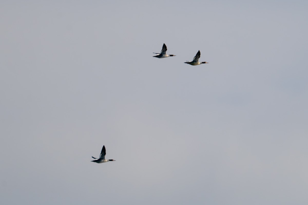 Common Merganser - ML646092990