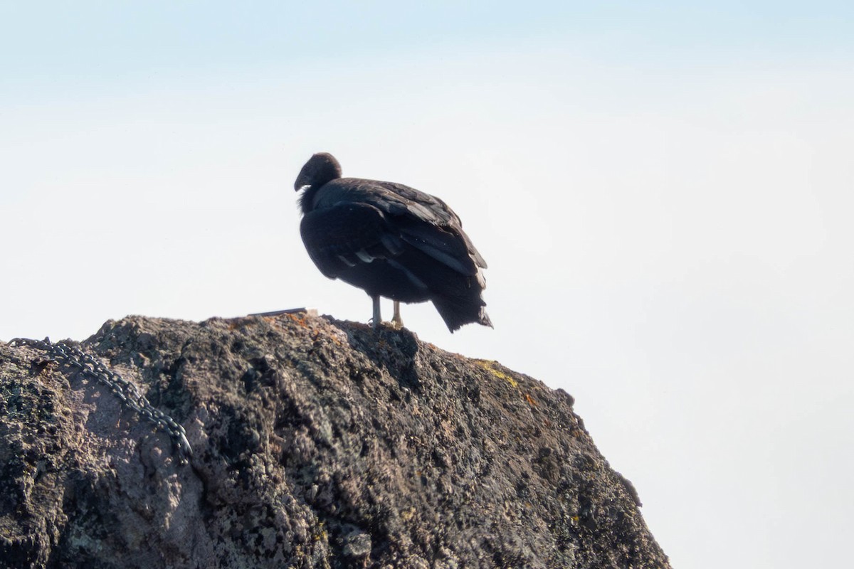 California Condor - ML646093008