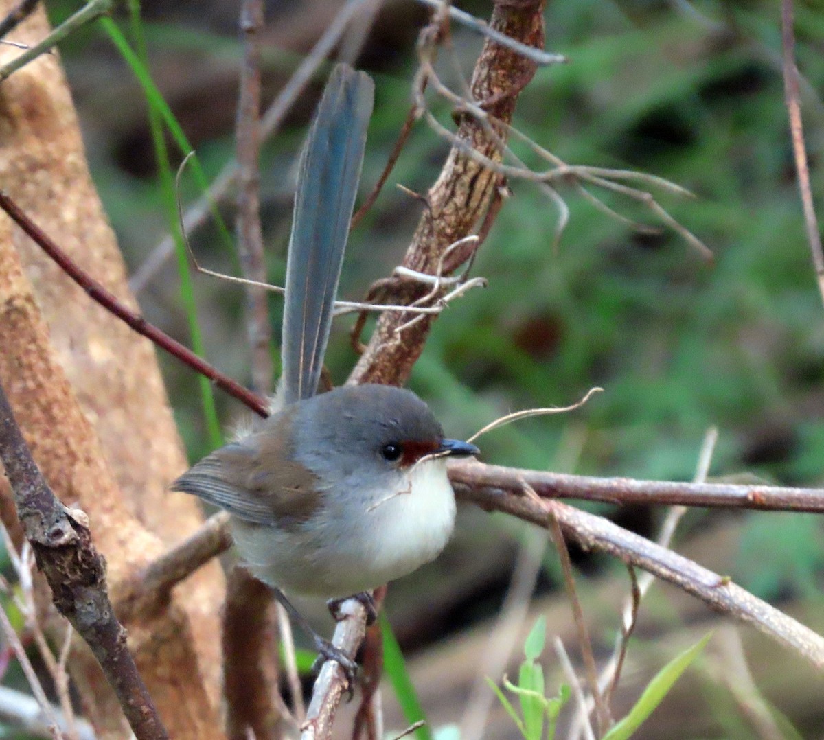 Maluro Elegante - ML646093011