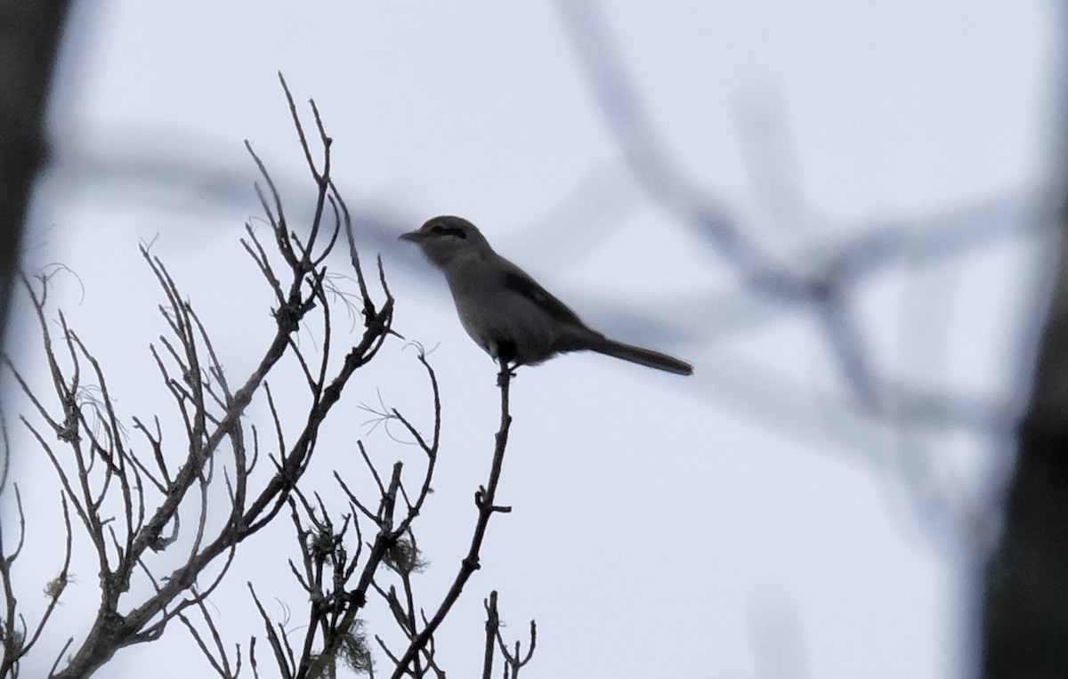 ťuhýk severní - ML646093020