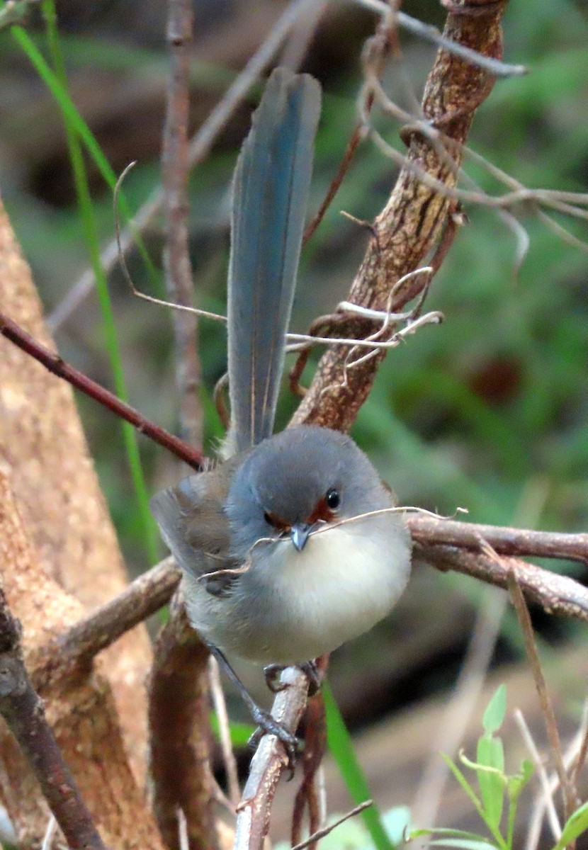 Maluro Elegante - ML646093021