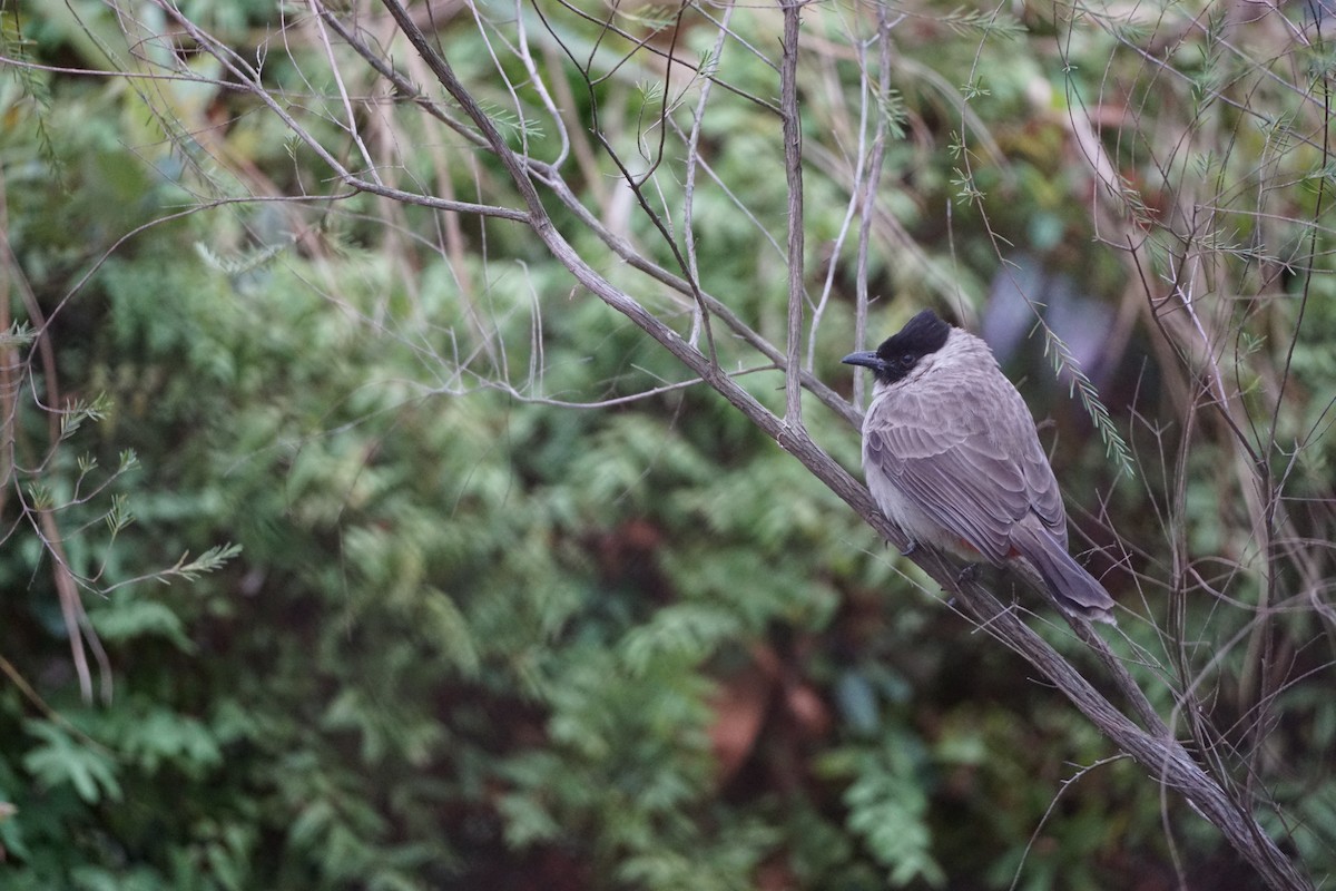 Sooty-headed Bulbul - ML646093023