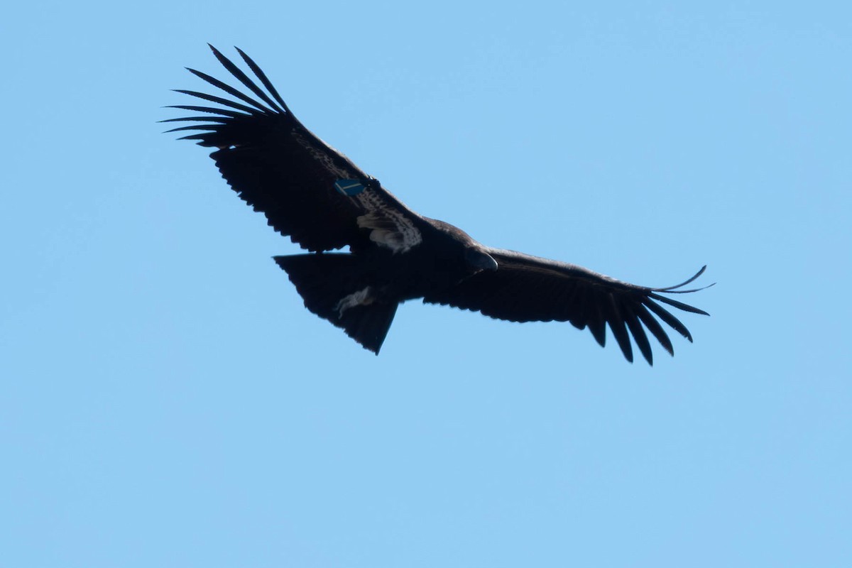 California Condor - ML646093025