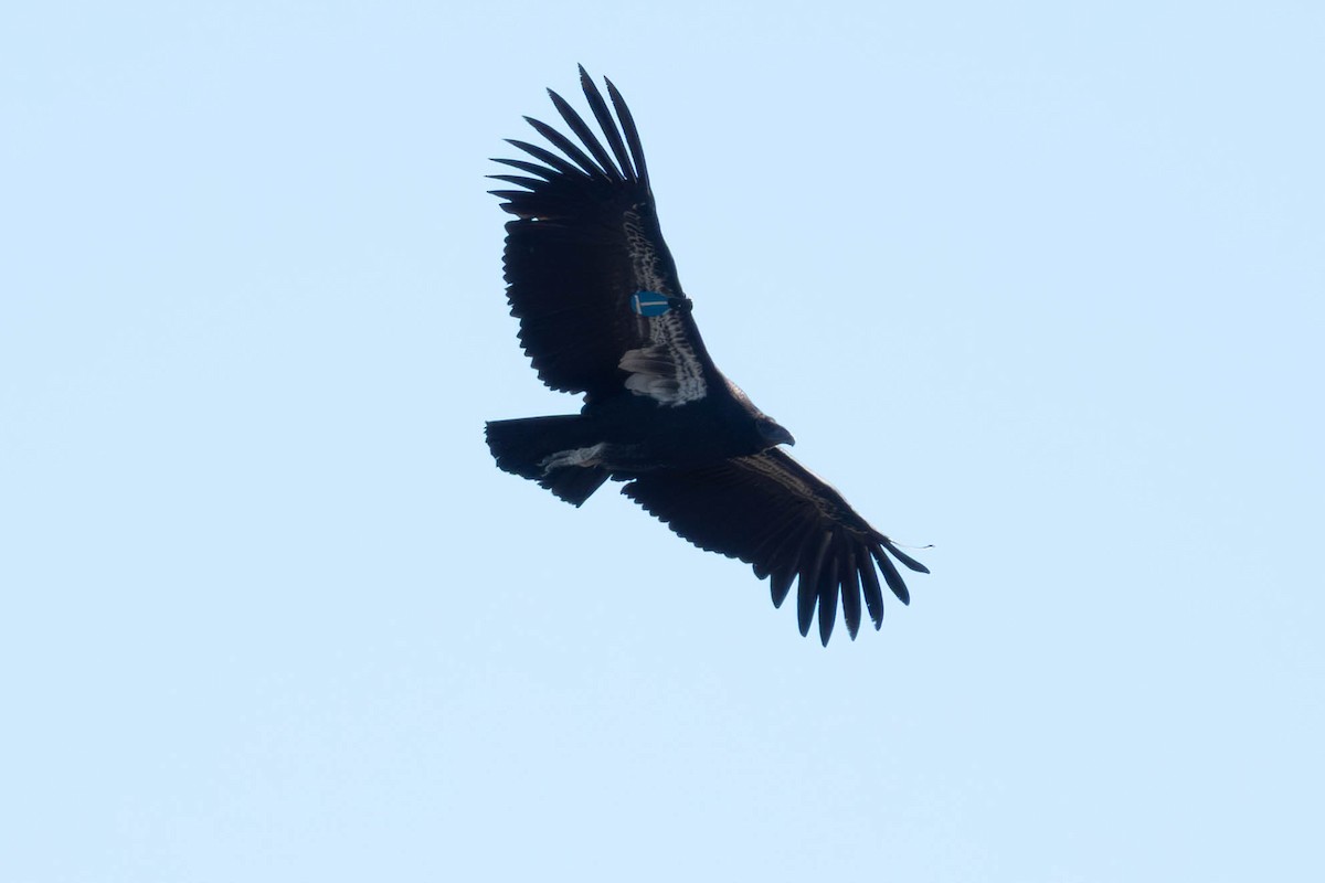 California Condor - ML646093027