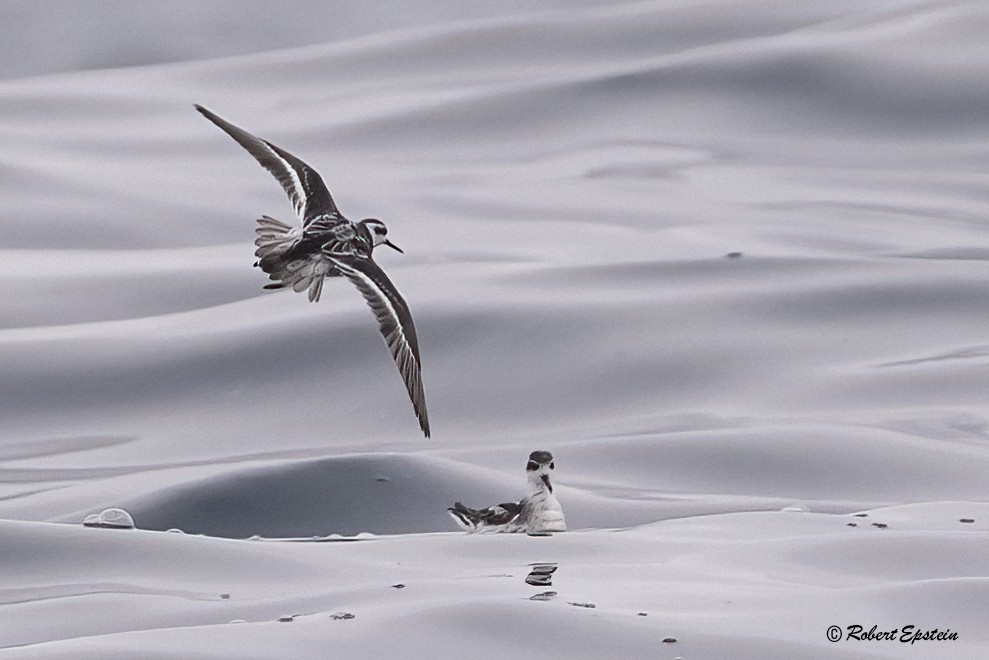Red-necked Phalarope - ML646093028
