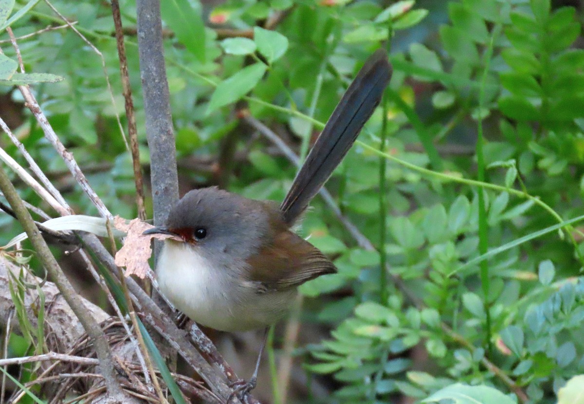 Maluro Elegante - ML646093034