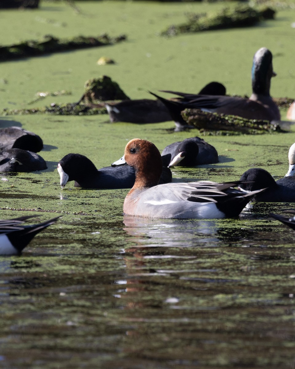 Eurasian Wigeon - ML646093035