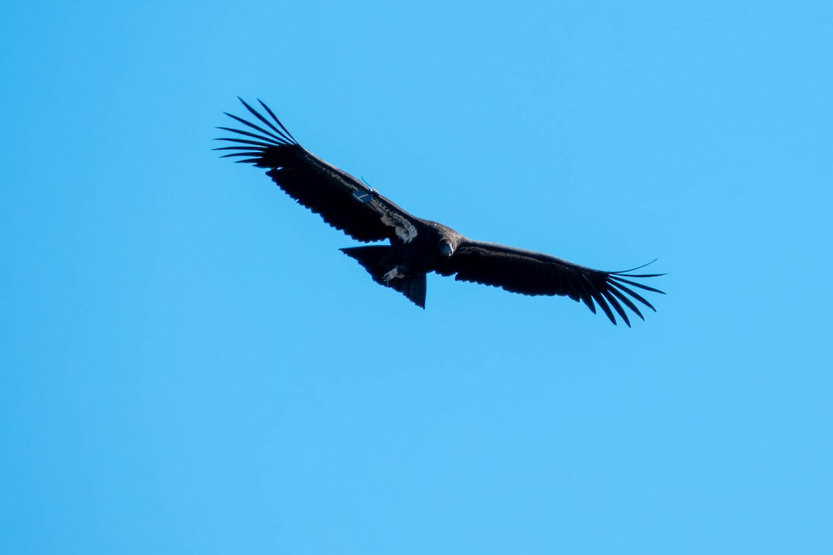 California Condor - ML646093036