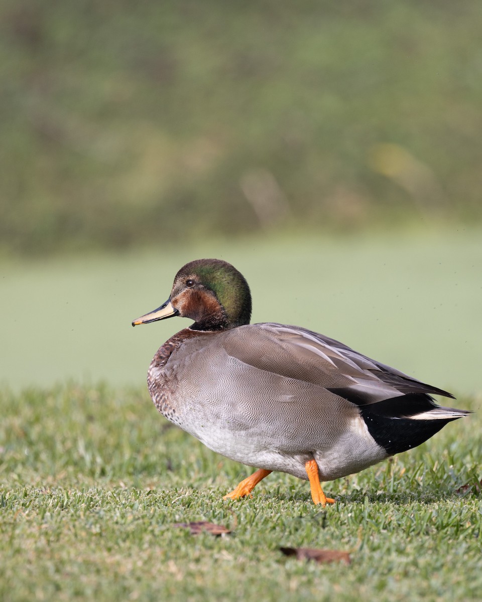 Gadwall x Mallard (hybrid) - ML646093037