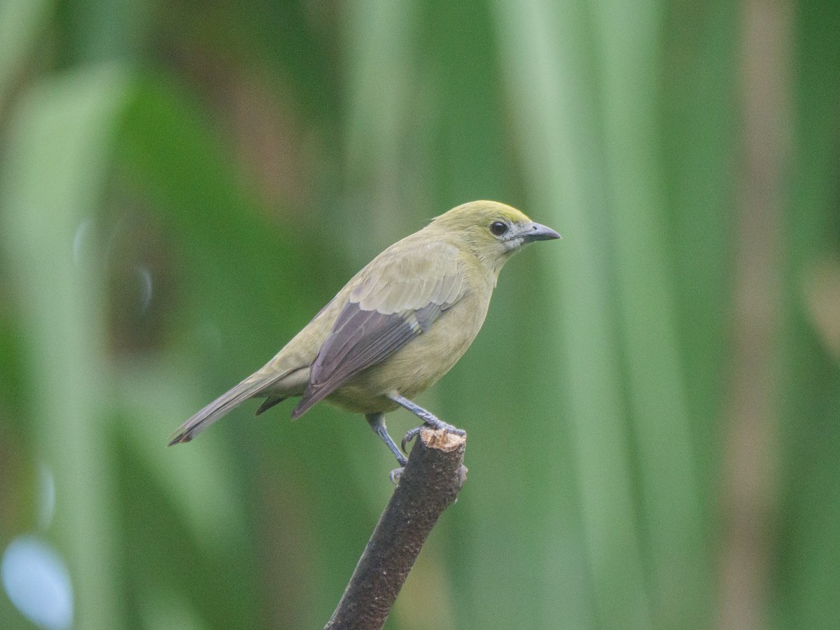 Palm Tanager - ML646093038