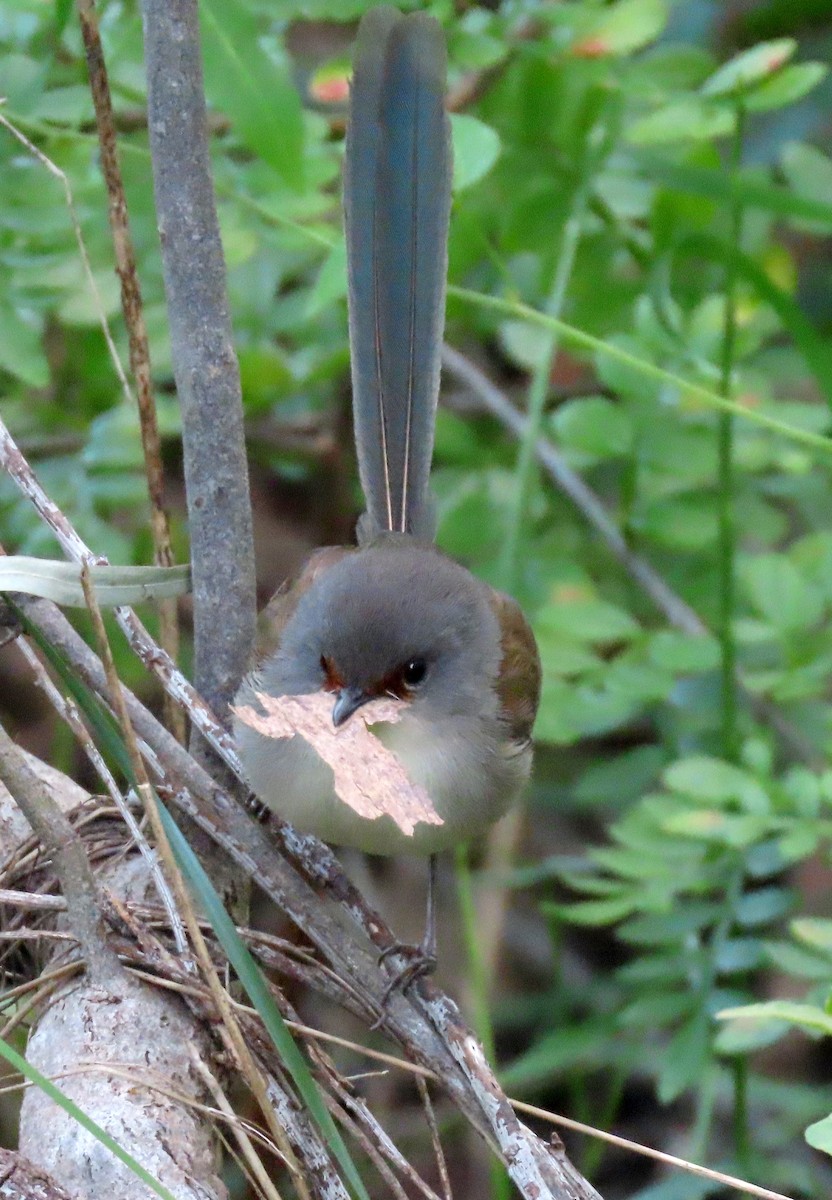 Maluro Elegante - ML646093039