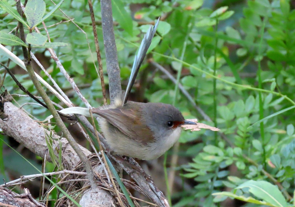Maluro Elegante - ML646093041