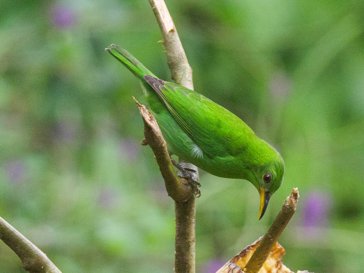 Green Honeycreeper - ML646093045