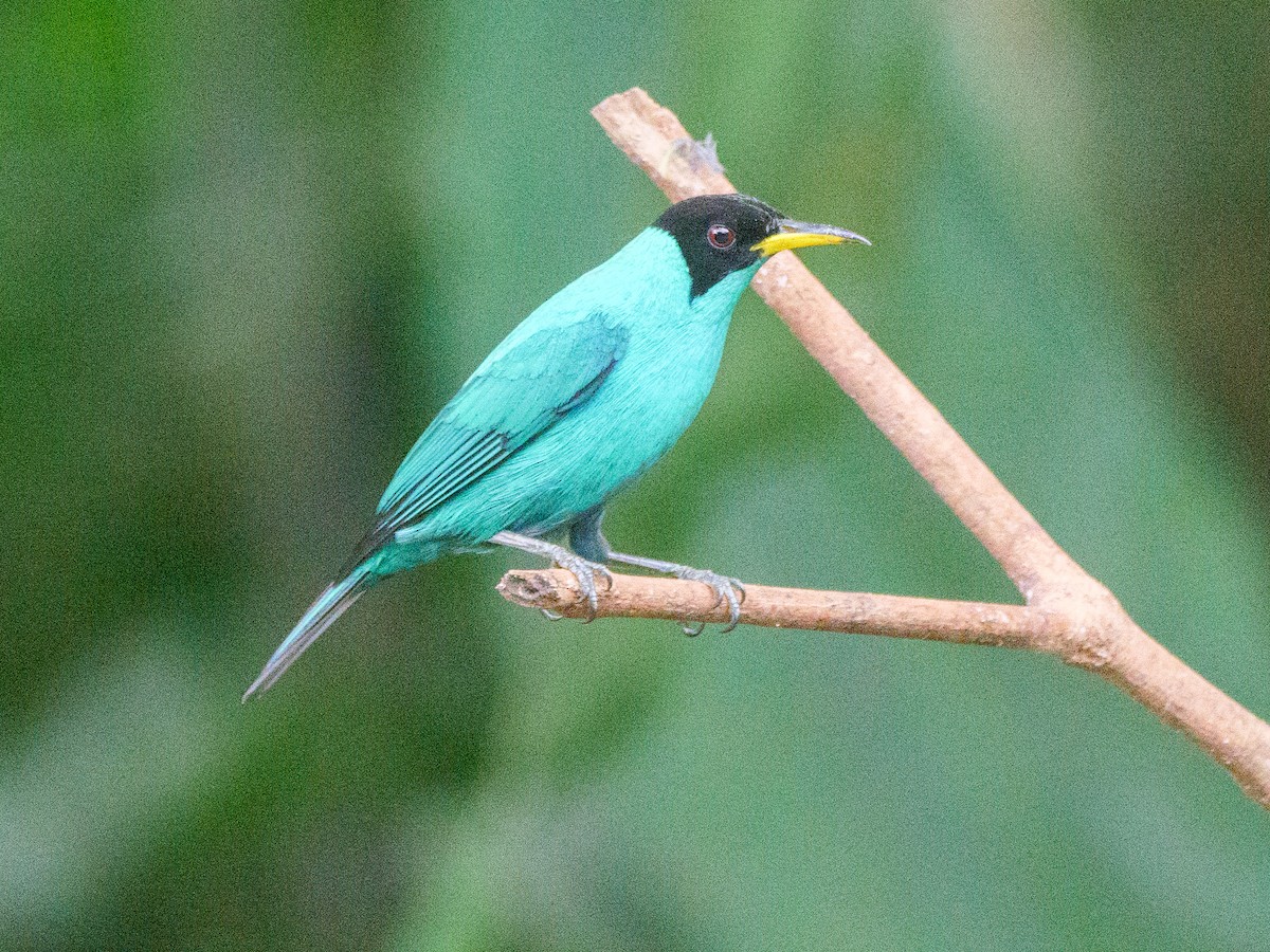 Green Honeycreeper - ML646093046