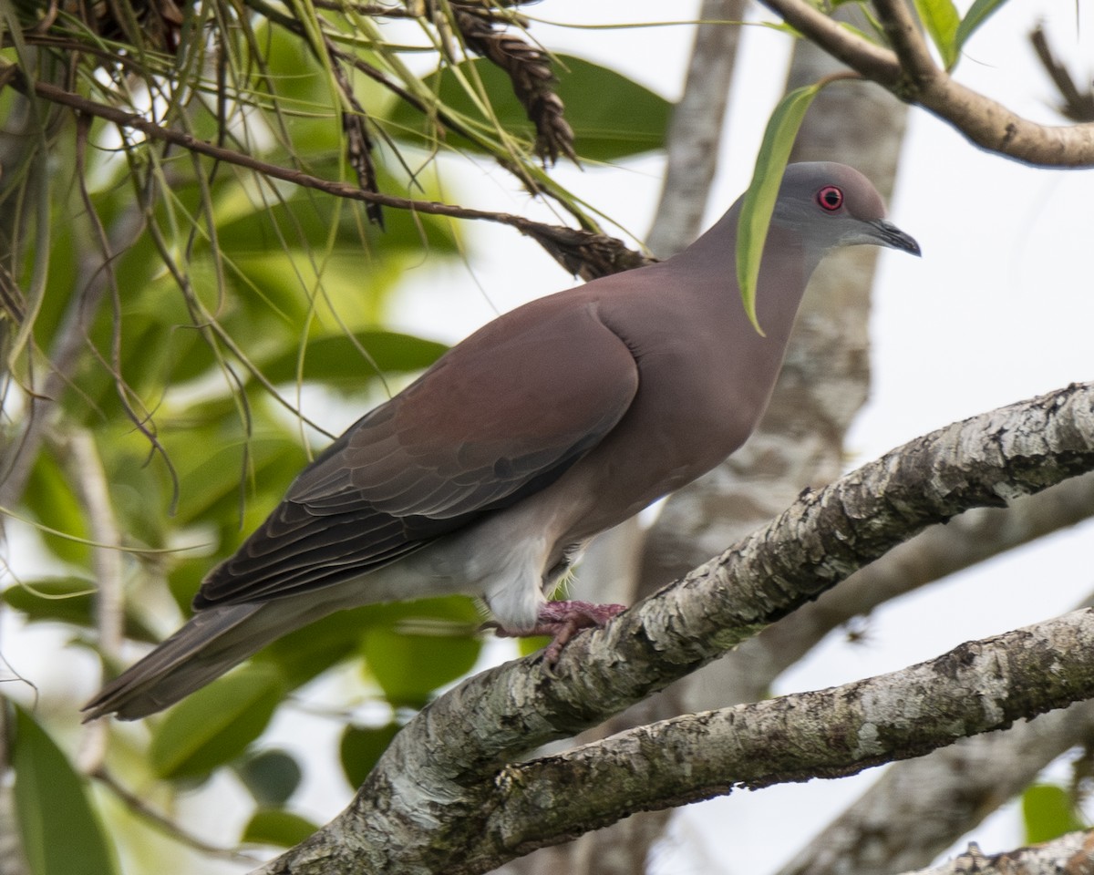 Pale-vented Pigeon - ML646093048