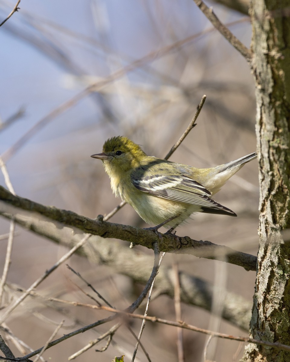 Bay-breasted Warbler - ML646093050
