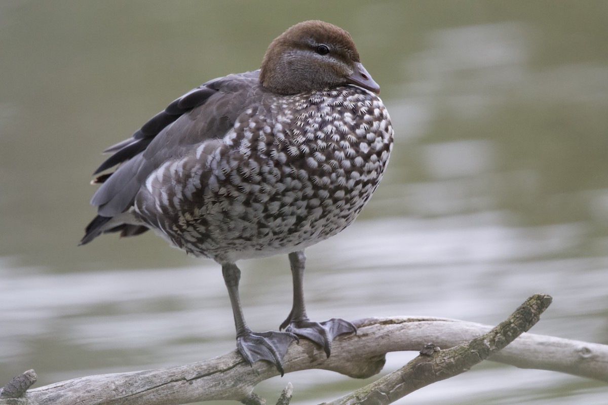 Maned Duck - ML646093058