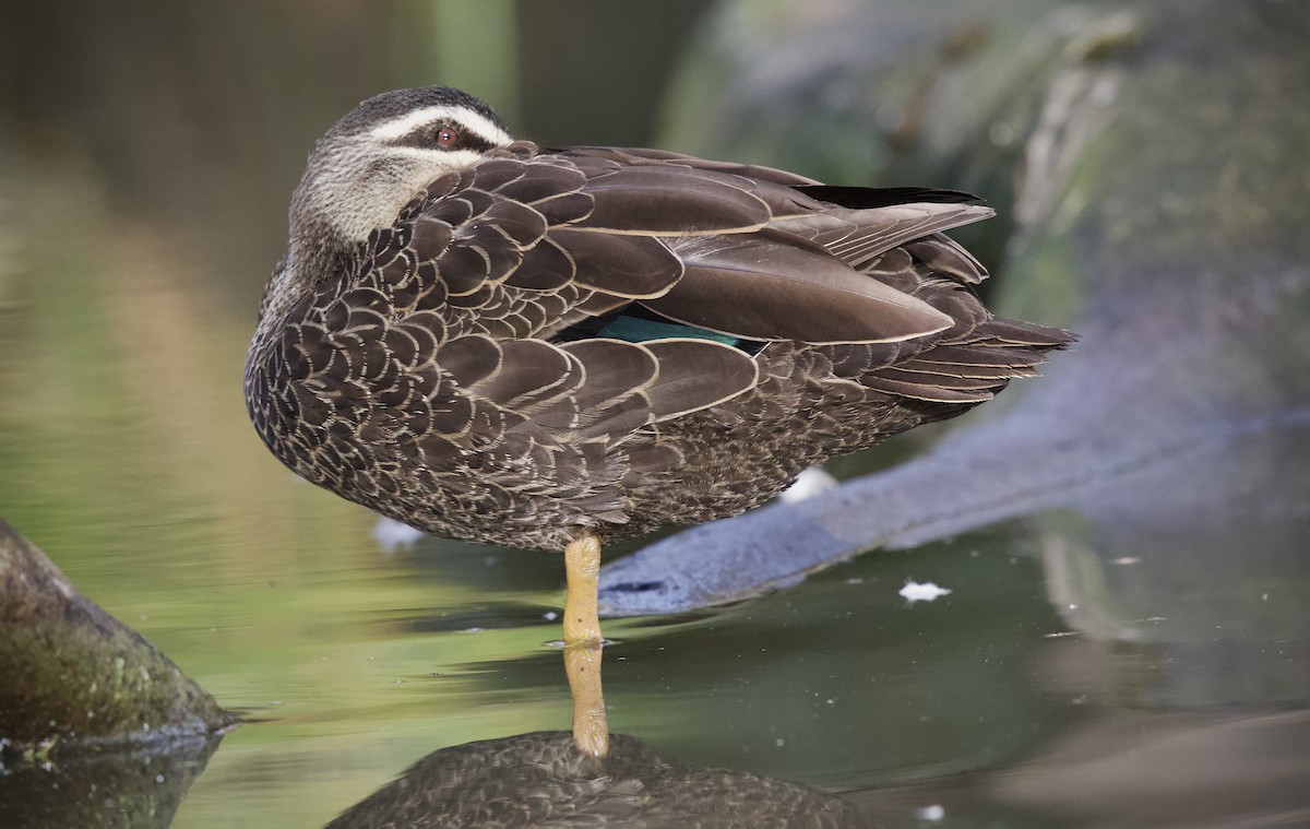 Pacific Black Duck - ML646093060