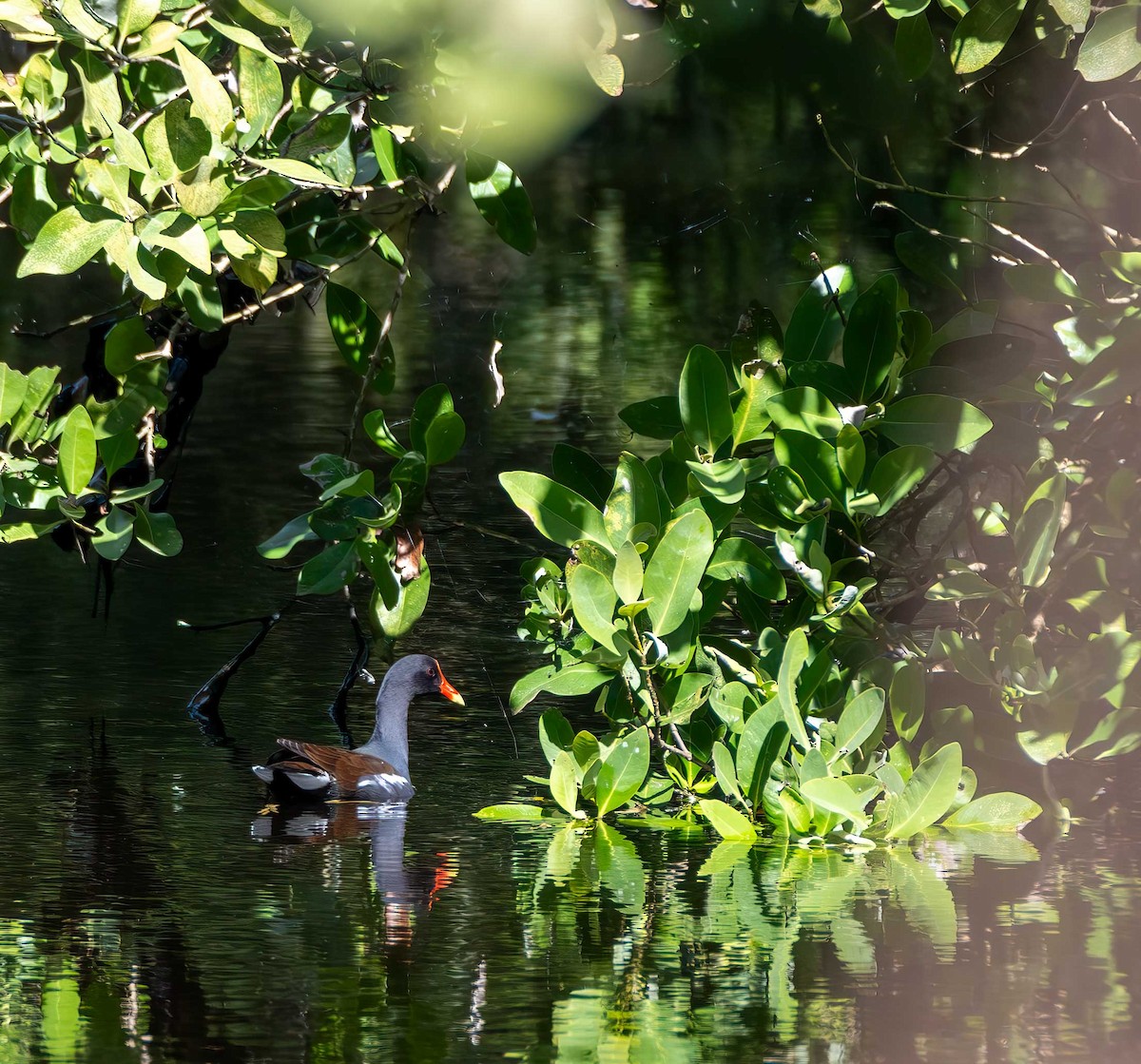 Gallinule d'Amérique - ML646093061