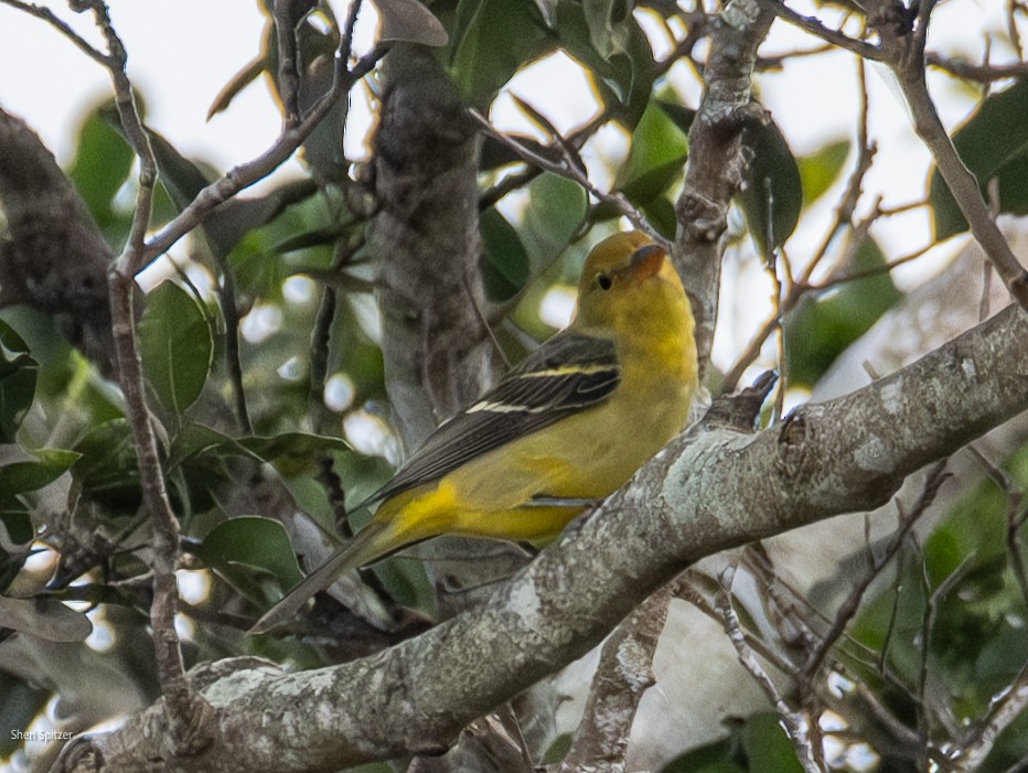 Western Tanager - ML646093062