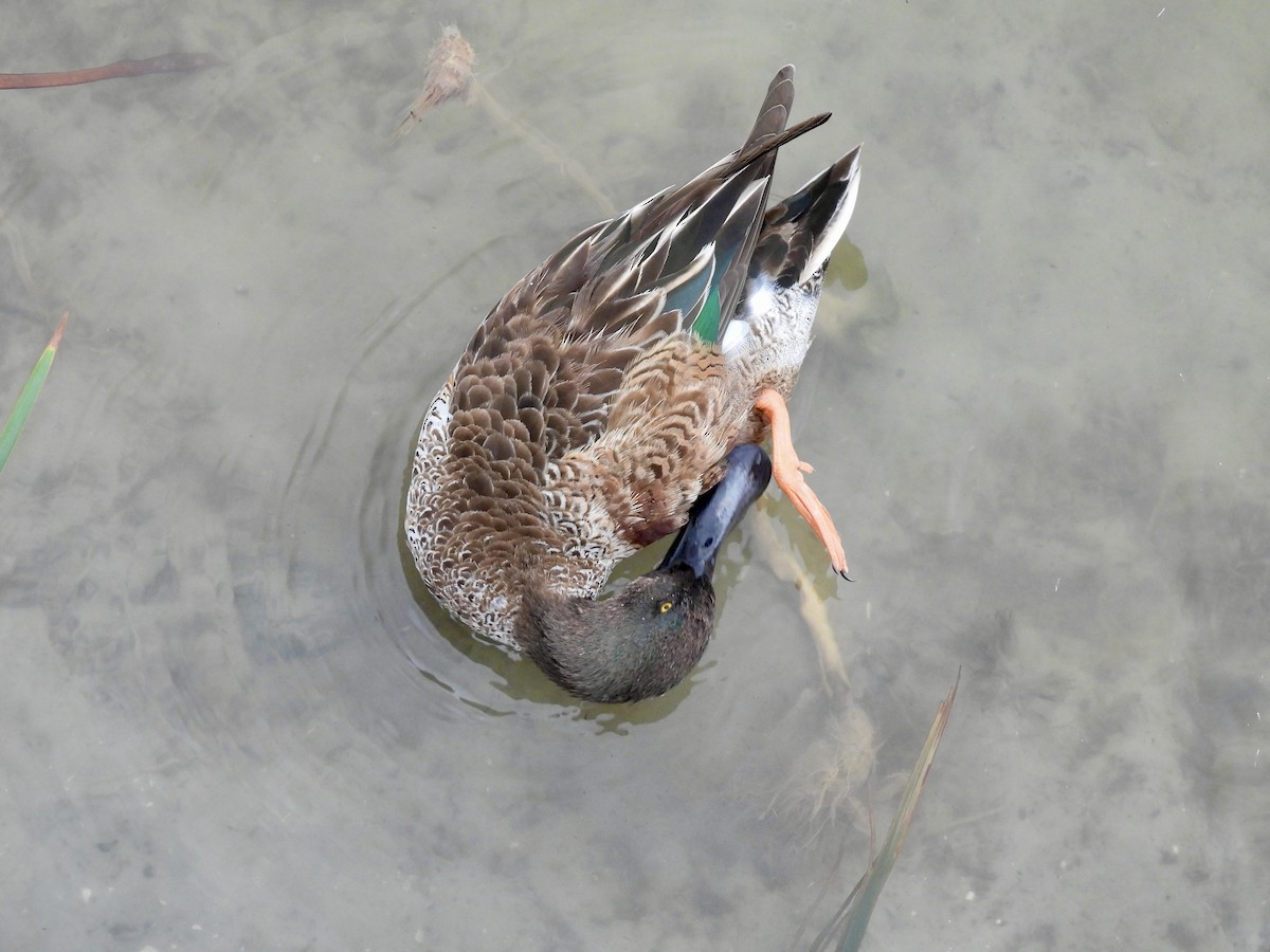 Ahate mokozabal zuria - ML646093066