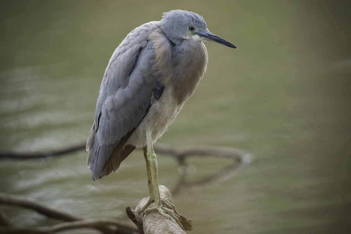 White-faced Heron - ML646093067