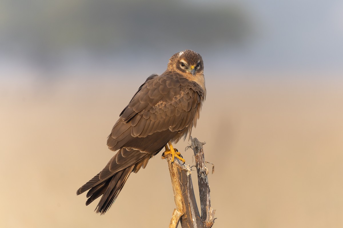 Mirotz urdina - ML646093068