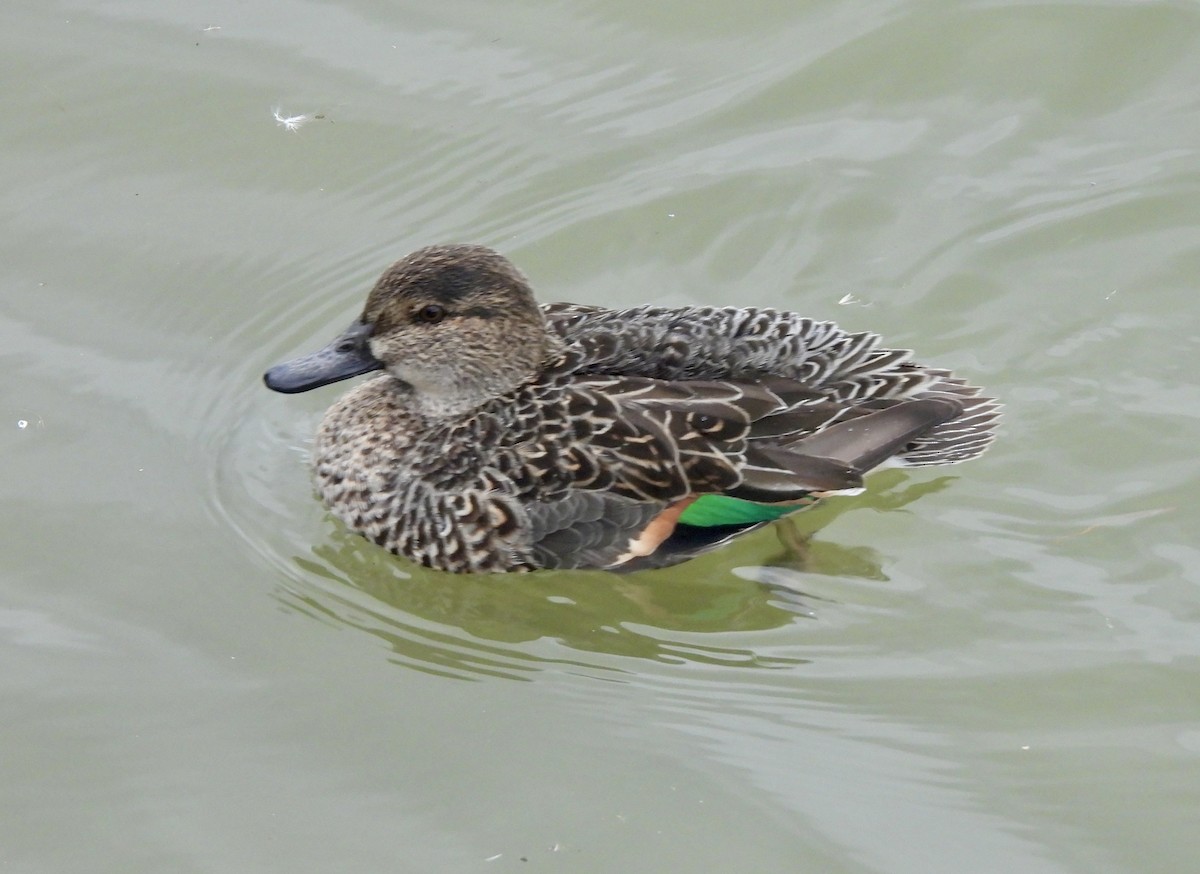 Zertzeta arrunta - ML646093069