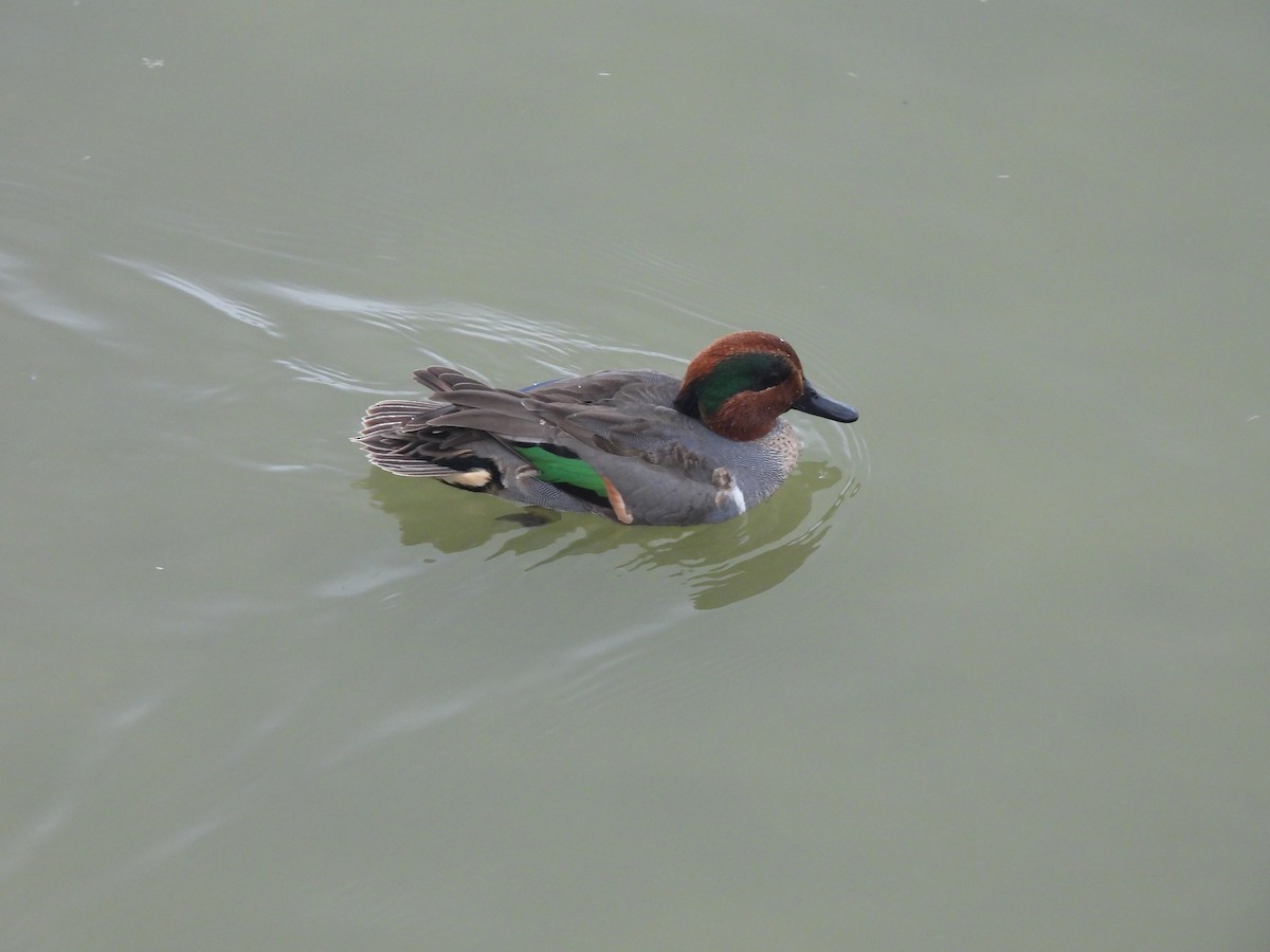 Zertzeta arrunta - ML646093071