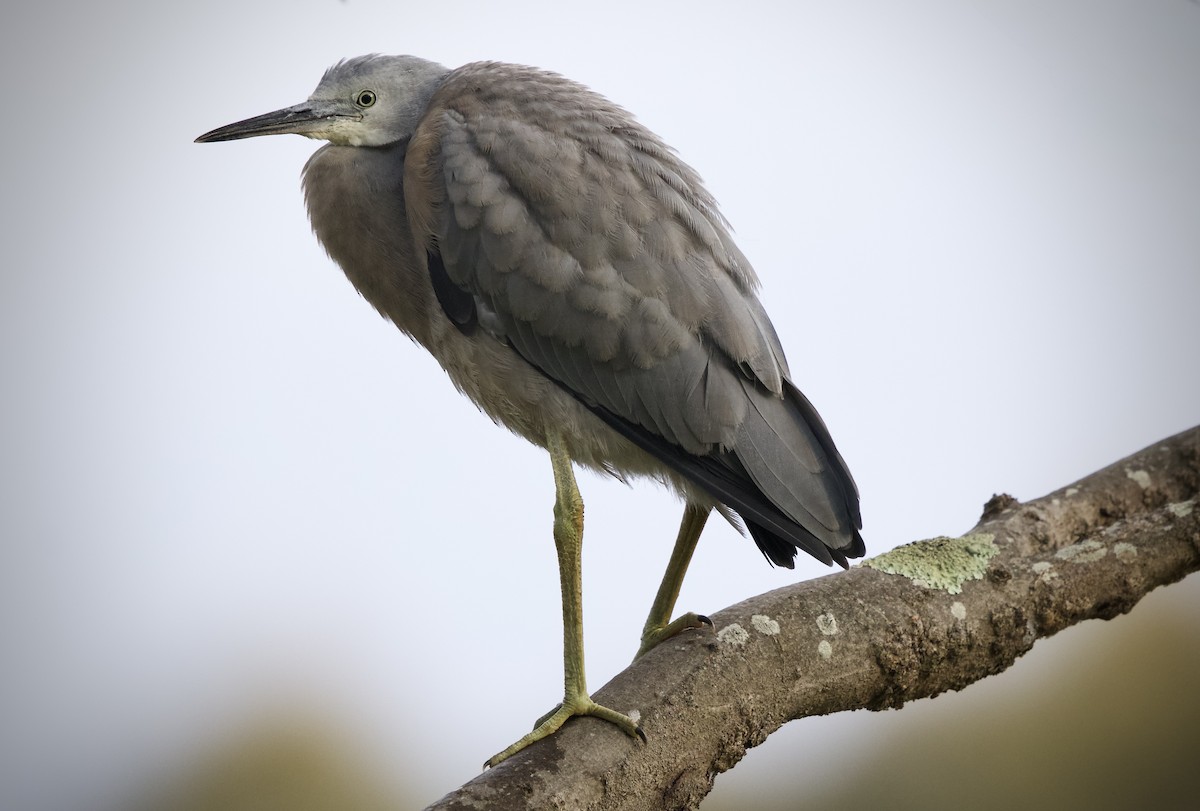 White-faced Heron - ML646093072