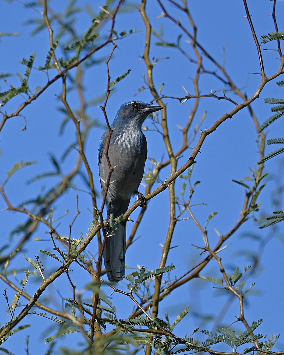 Woodhouse's Scrub-Jay (Woodhouse's) - ML646093073