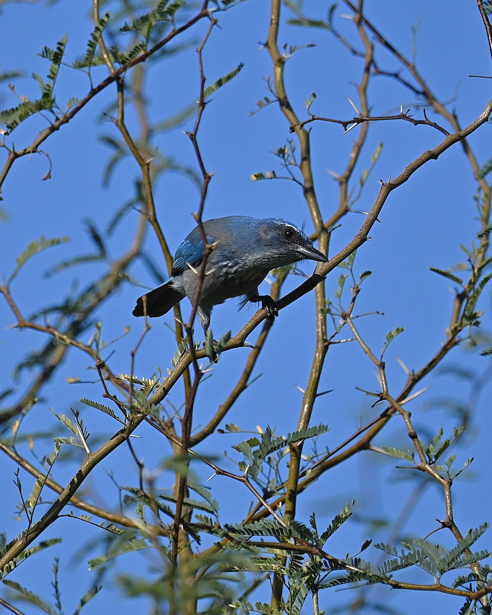 Woodhouse's Scrub-Jay (Woodhouse's) - ML646093074
