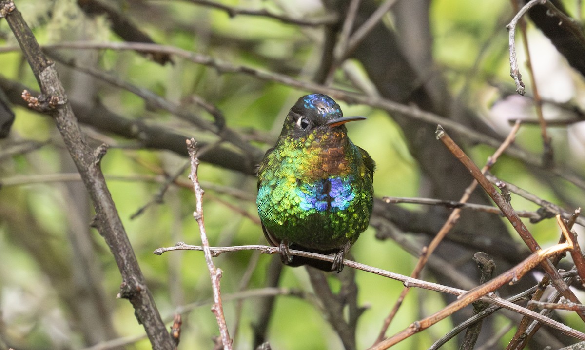 Fiery-throated Hummingbird - ML646093075