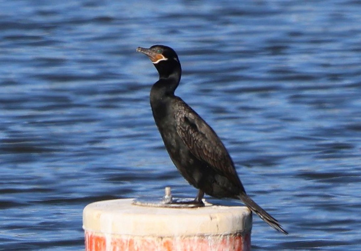 Neotropic Cormorant - ML646093076