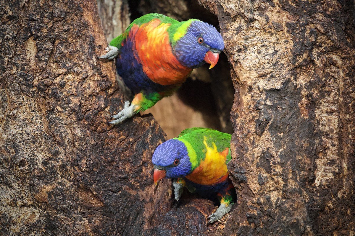 Rainbow Lorikeet - ML646093077