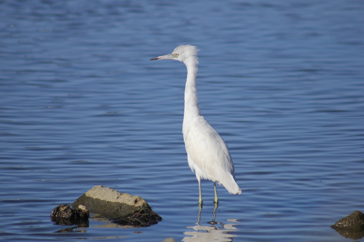 Koartzatxo urdina - ML646093079