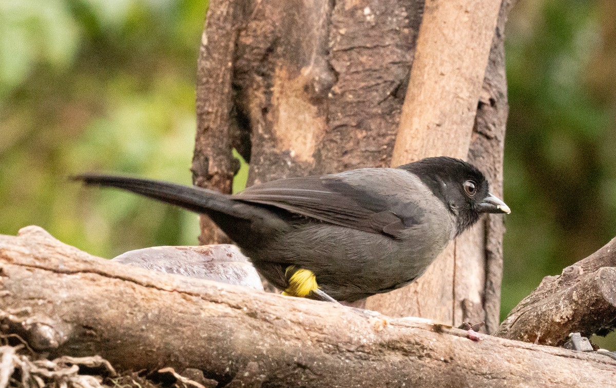 Yellow-thighed Brushfinch - ML646093080